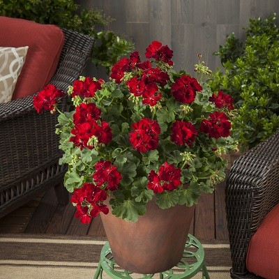 Calliope® M Dark Red