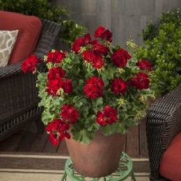 Calliope® M Dark Red