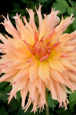 dahlia Aurore