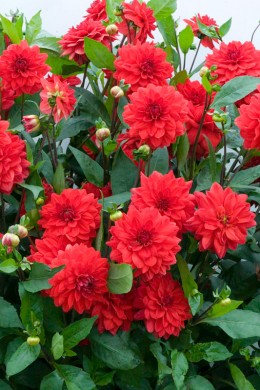 Dahlia Brasilia