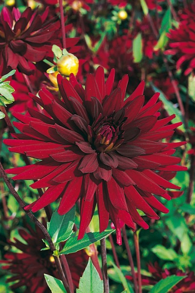 Dahlia Cactus Chat noir