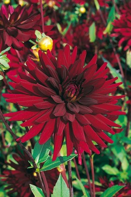 Dahlia Cactus Chat noir