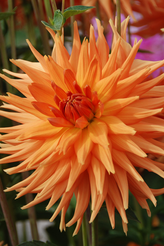 DAHLIA CACTUS ECLATANT