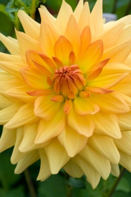 Dahlia Flamina