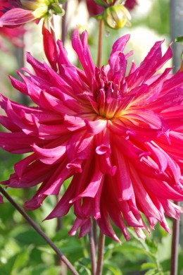 dahlia gourmandise