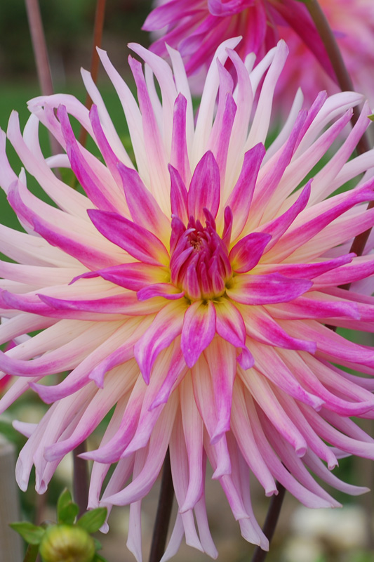 Dahlia Prestige