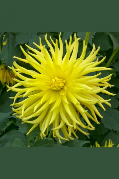 Dahlia Roi du Midi
