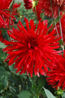 Dahlia Virtuose