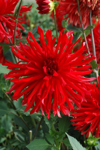 Dahlia Virtuose