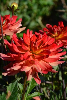 Dahlia Calvi