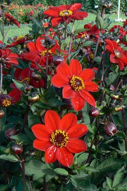 Dahlia Dame de Feu