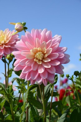 Dahlia décoratif Bel amour Label Rouge