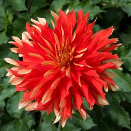 Dahlia Feu Follet
