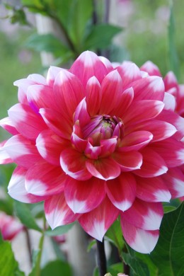 DAHLIA  MILK SHAKE