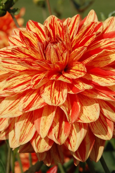Dahlia Neo