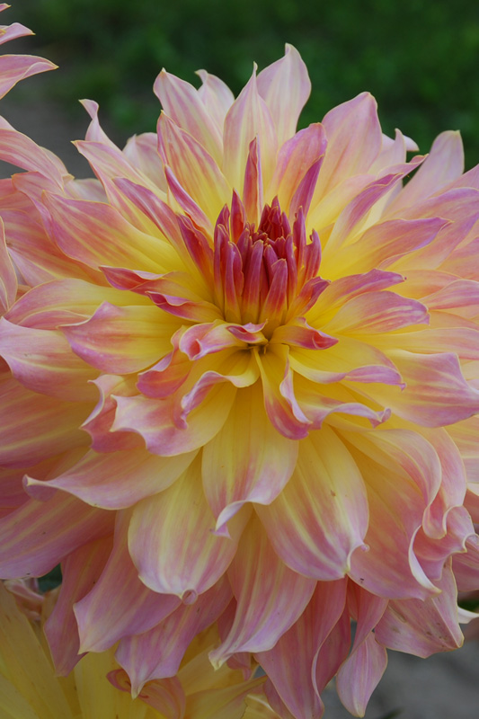 Dahlia Quenza