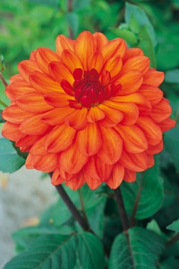 Dahlia Wonder
