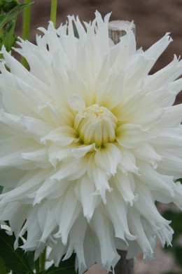 Dahlia Dentelle Clair de Lune