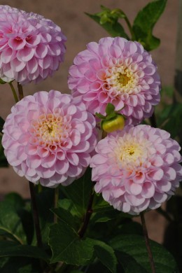 dahlia eclaireur