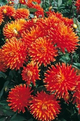 Dahlia Géronimo