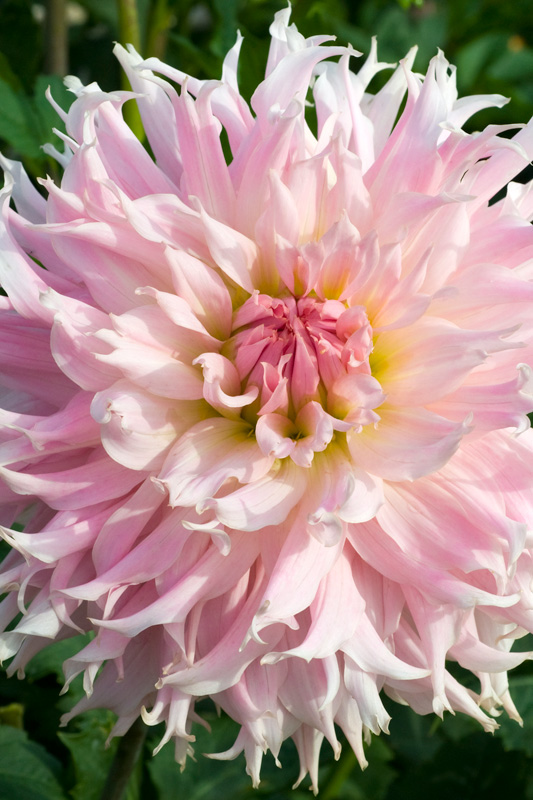 Dahlia Idylle