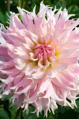 Dahlia Idylle