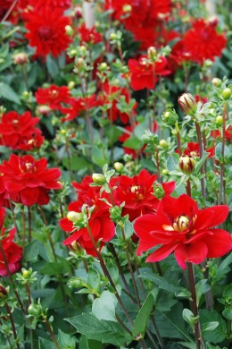 dahlia jaipur