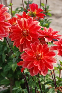 dahlia marrakech