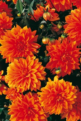 DAHLIA Messine