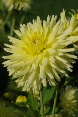 Dahlia nain cactus amazonia