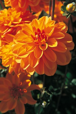 Dahlia Odessa