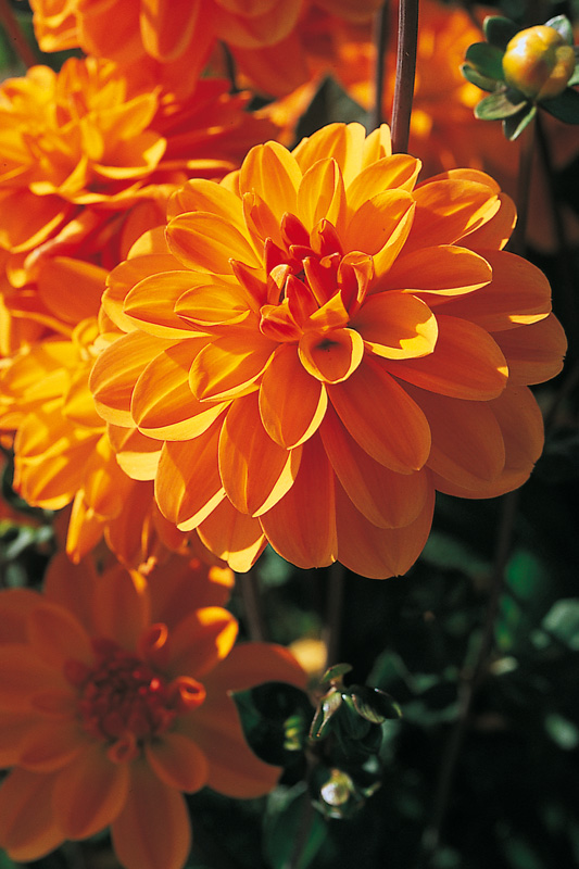 Dahlia Odessa