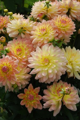 dahlia orlando