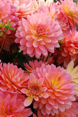 Dahlia Perfect