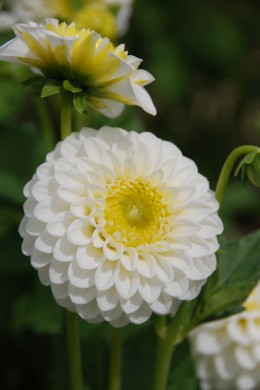 Dahlia Orage Blanc