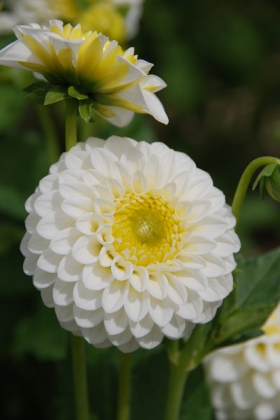 Dahlia Orage Blanc