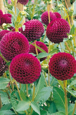 Dahlia Othello