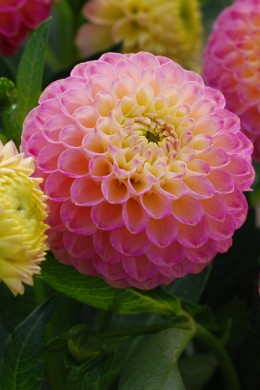 Dahlia Santal