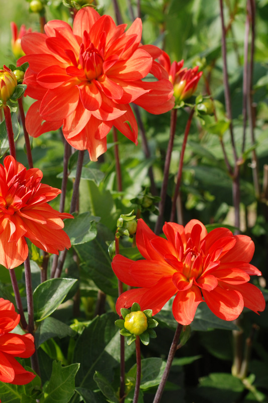 Dahlia Tour du Monde