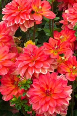 Dahlia Valentino