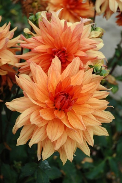 Dahlia De la Véga