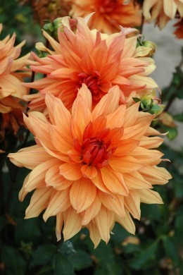 Dahlia De la Véga