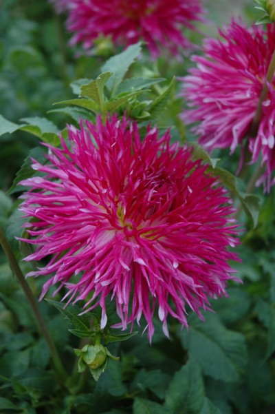 Dahlia D Forestier