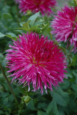 Dahlia D Forestier