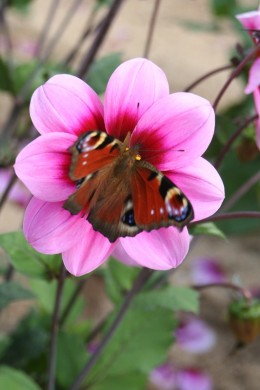 Dahlia simple Emilie