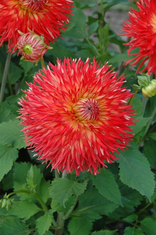 FEU DU SOLEIL