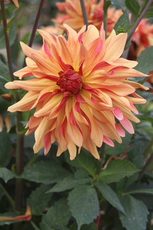 Dahlia French Cancan