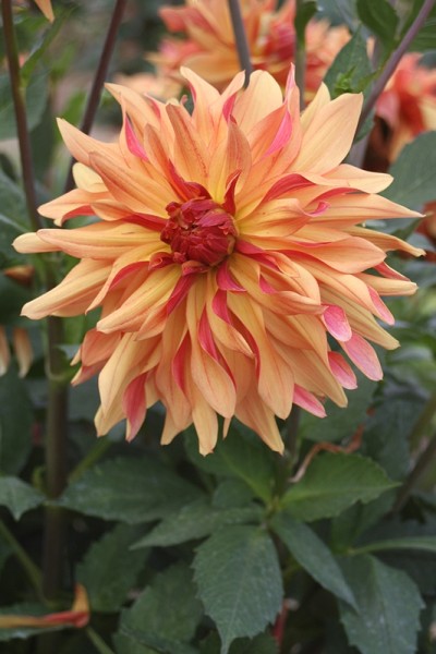 Dahlia French Cancan