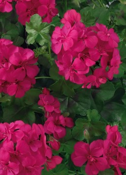 Toscana® BIG 5 Neon Pink (India)