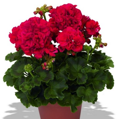 Green Series Robina